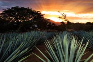 9-atardecer-camposdeagave