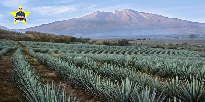 MexicanRoutes-Agave